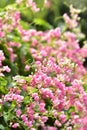 small Pink flower blossom on its tree in springtime.