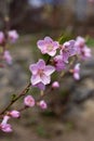 Small pink flower on a branch in the garden