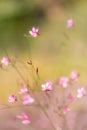 Small pink flower Royalty Free Stock Photo
