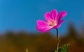 Small pink flower - Geranium dissectum