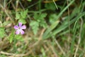 Small pink flower, Mendips Royalty Free Stock Photo