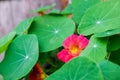 A Small Pink Flower Peeking Out From Green Leaves