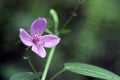 Small pink flower sighted in Atlantic Rainforest