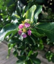 Small pink flower of Surinam Cherry on the tree.