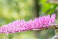 Small pink flower, toothbrush orchid Dendrobium secundum. Royalty Free Stock Photo