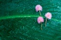 Small pink flower on wet rain drop green leave for exotic natural background Royalty Free Stock Photo