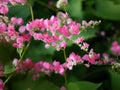 Small pink flowers Antigonon leptopus Hook, Tigon flowers, small ivy, Pink vine flowers, Mexican creeper, Chain of love, Creeper Royalty Free Stock Photo