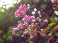 Pink tigon flowers on the sidewalk