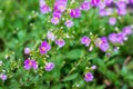Small pink flowers aubrieta among the greens. Floral background_