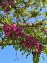 small pink flowers on the big tree Royalty Free Stock Photo
