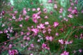 Small pink flowers