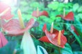 Small pink flowers in the garden Ã Â¸Â·naturally beautiful Royalty Free Stock Photo