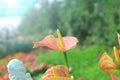 Small pink flowers in the garden Ã Â¸Â·naturally beautiful Royalty Free Stock Photo