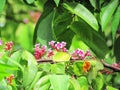 Small pink flowers among the green leaves Royalty Free Stock Photo