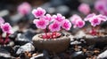 small pink flowers are growing in a pot on top of rocks Royalty Free Stock Photo