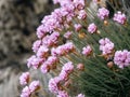 Small pink flowers growing on the stones. A beautiful plant. Wildflowers close-up, vignetting Royalty Free Stock Photo