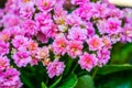 Small pink flowers of a kalanchoe plant in macro closeup, popular decorative flower from Africa, nature background Royalty Free Stock Photo