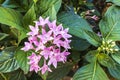 Clusters of small pink flowers of Egyptian Starclsuter. Royalty Free Stock Photo