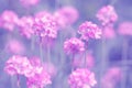 Small pink flowers on a purple background. Soft selective focus