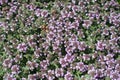 Small pink flowers of Thymus praecox Royalty Free Stock Photo