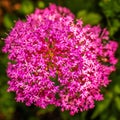 Small pink flowers of Valerian officinalis