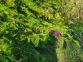 Small pink flowery bush in beautiful nature setting