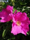 Small pink garden flower of dogrose in garden