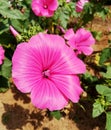 Small pink garden flower with thin sheets in flowerbed. Petunia
