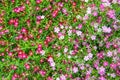Small pink gypso flower Royalty Free Stock Photo