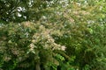 Small pink hawthorn flowers growing in English Hedgerow