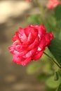 A small Pink Intuition rose