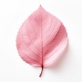 Minimalistic Pink Leaf On White Background