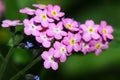 Small pink Myosotis or Forget me nots flowers