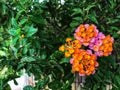 Small pink and orange flowers and green leaves background Royalty Free Stock Photo