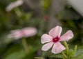 Small pink periwinkle macro photo Royalty Free Stock Photo