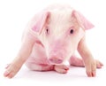 Small pink pig isolated. Royalty Free Stock Photo