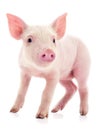 Small pink pig isolated Royalty Free Stock Photo