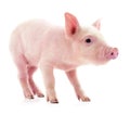 Small pink pig isolated