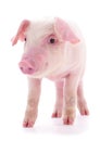 Small pink pig isolated Royalty Free Stock Photo