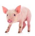 Small pink pig isolated Royalty Free Stock Photo