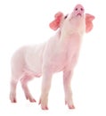 Small pink pig isolated.