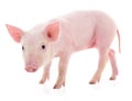 Small pink pig isolated Royalty Free Stock Photo