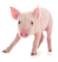 Small pink pig isolated Royalty Free Stock Photo