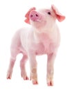 Small pink pig isolated Royalty Free Stock Photo