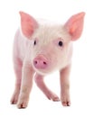 Small pink pig isolated Royalty Free Stock Photo