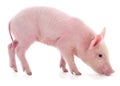 Small pink pig isolated Royalty Free Stock Photo