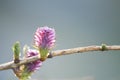 Small pink pine cone tree with drops of water on a branch Royalty Free Stock Photo