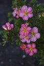 Small pink Potentilla flowers on a green bush. Rosaceae