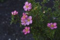 Small pink Potentilla flowers on a green bush. Rosaceae