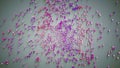 Small pink and purple cubic particles 3D render